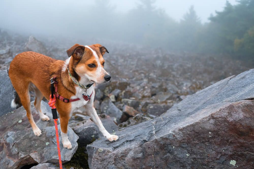 shenandoah national park with your dog: blackrock summit