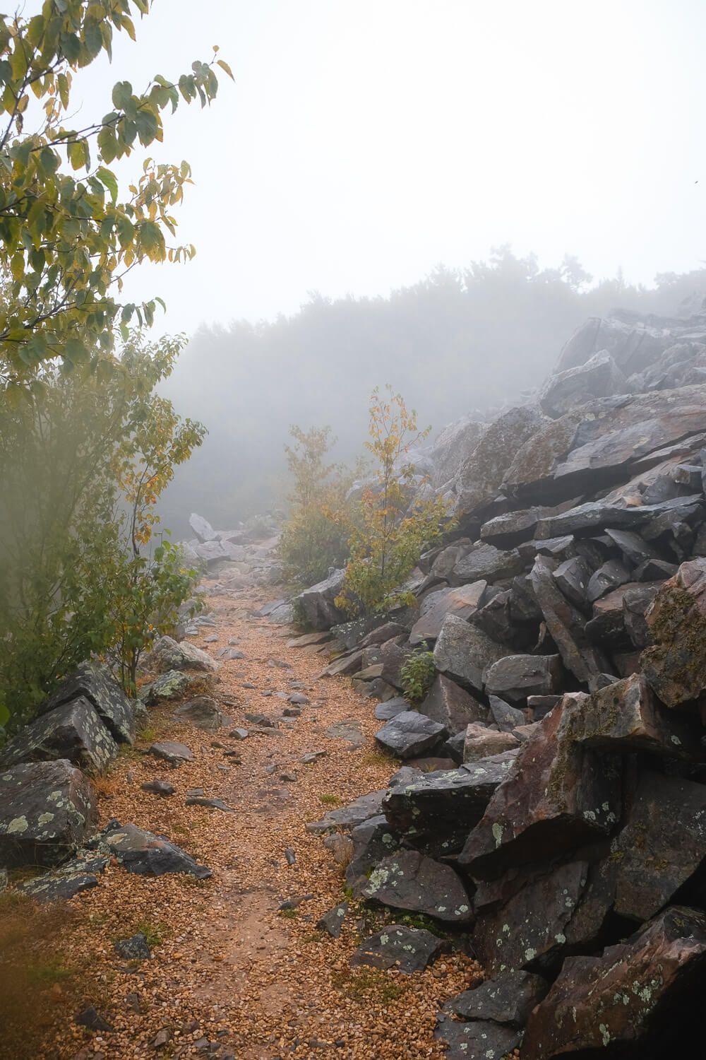 shenandoah national park with your dog