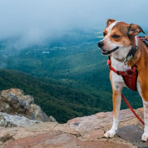Best Things to Do in Shenandoah National Park With Your Dog