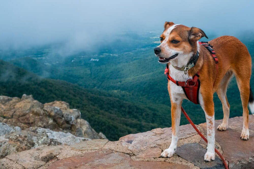 best things to do in shenandoah national park with your dog