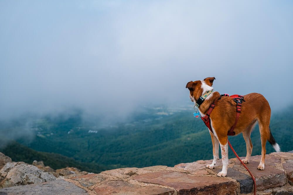shenandoah national park with your dog: hawksbill trail