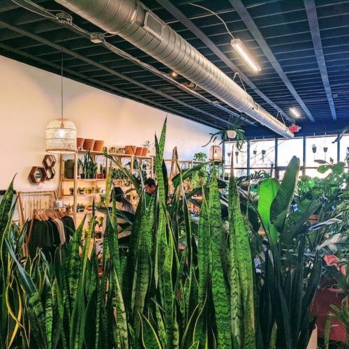 12+ Places to Buy House Plants in Greenville, SC