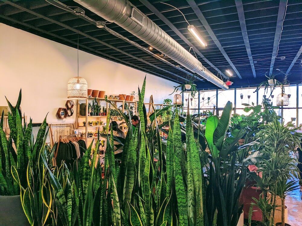 sun and soil plant parlor - where to shop for house plants in greenville sc