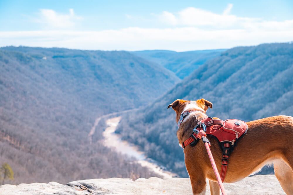 dog on the endless wall trail