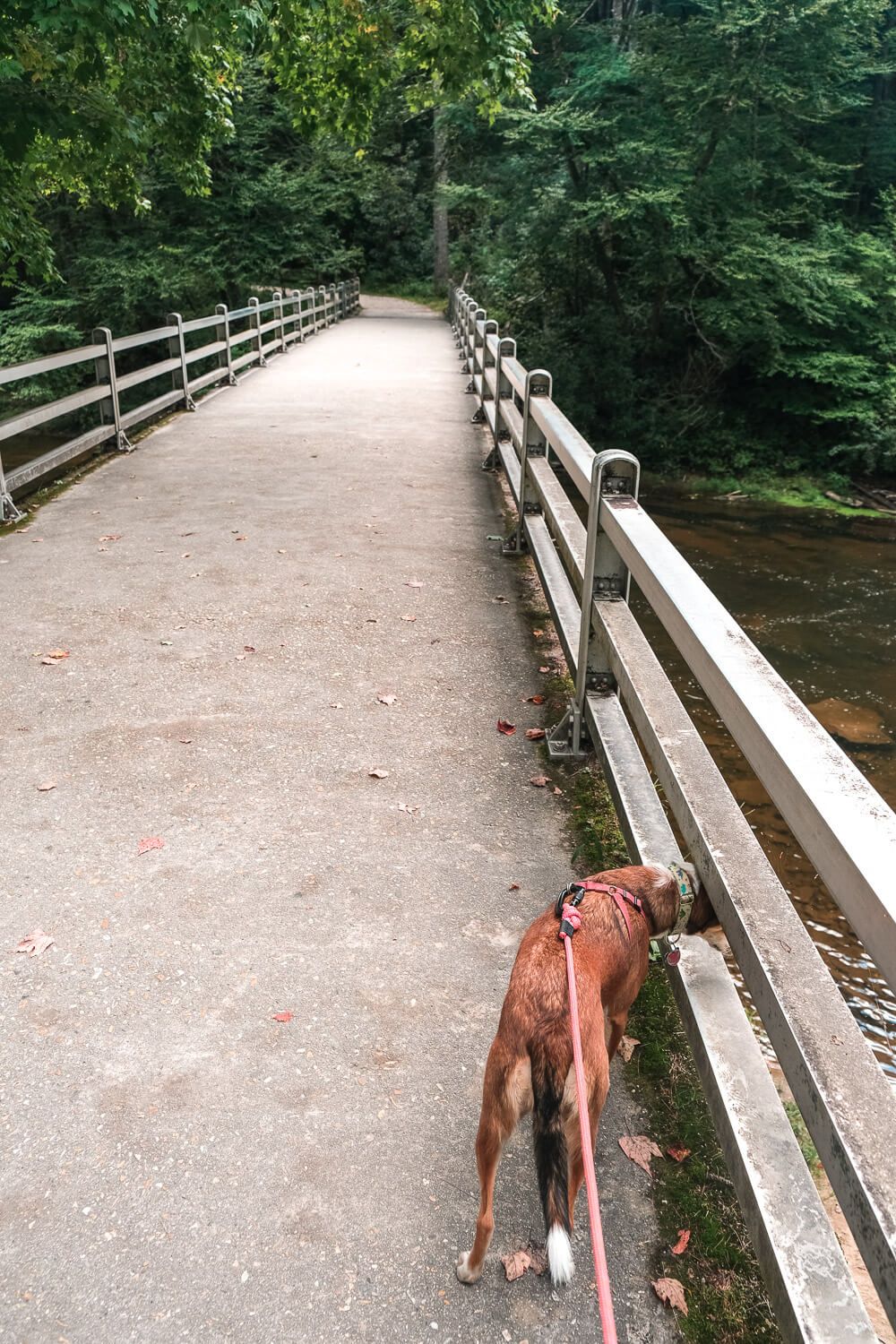 erwins view trail