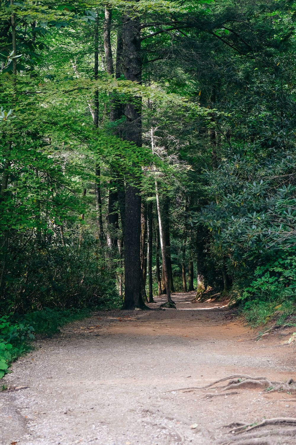 erwins view trail