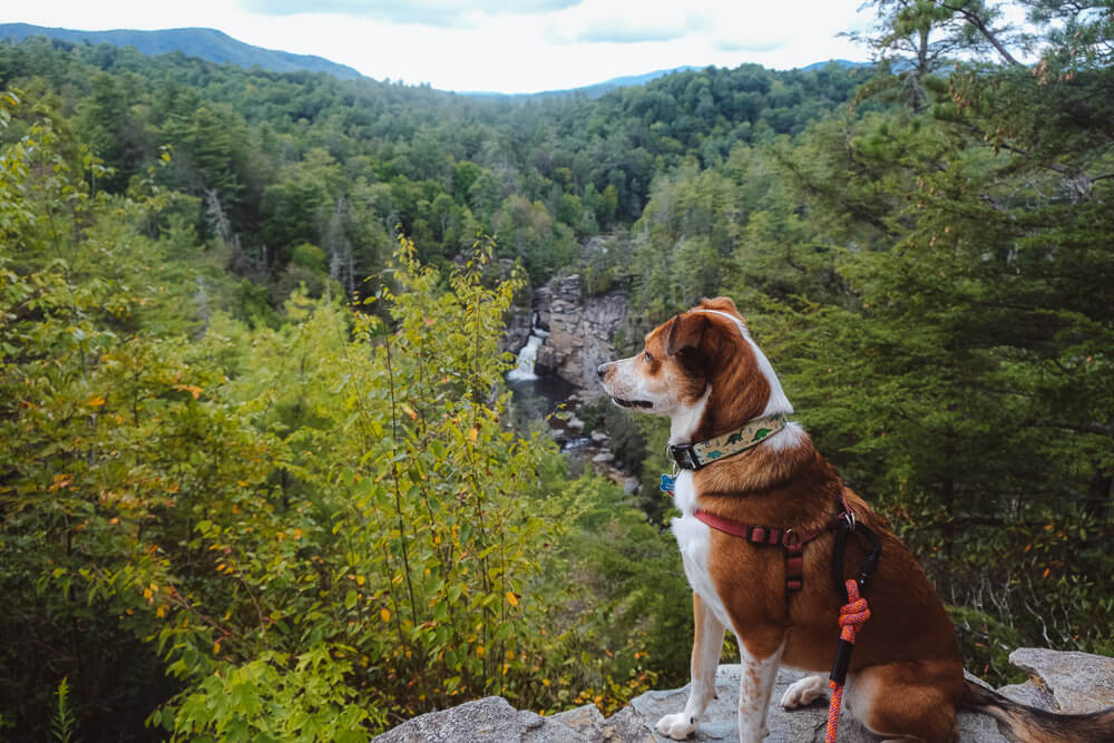 erwins view overlook at linville falls