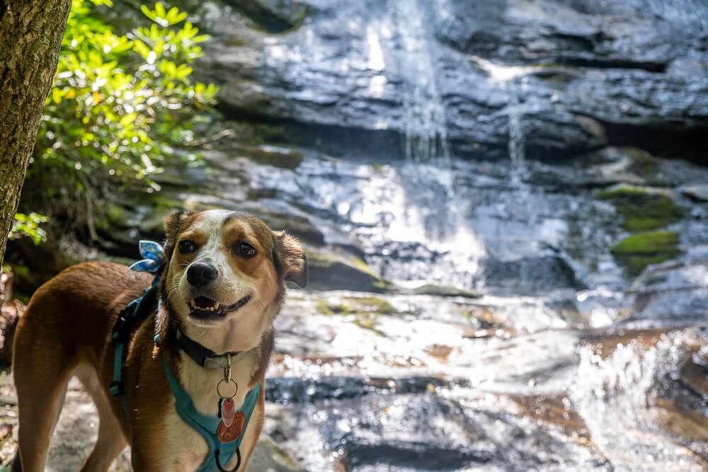 dog at ranger falls