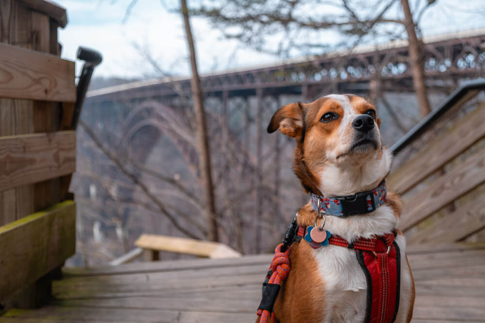 things to do in new river gorge national park