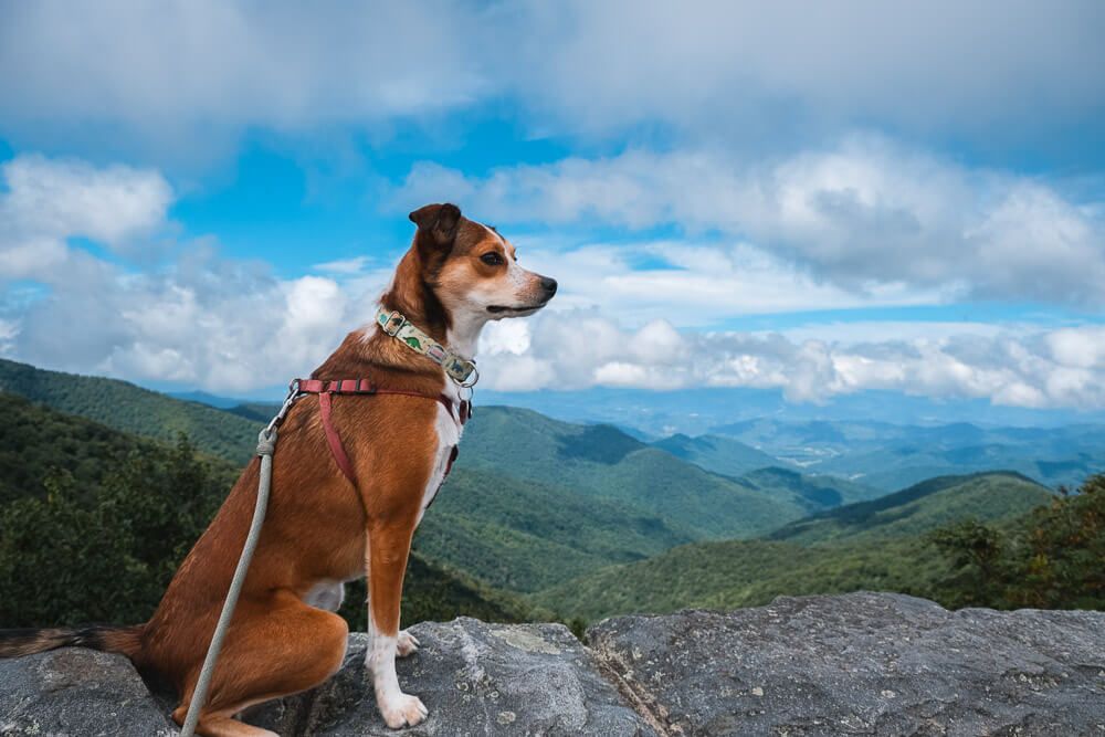 craggy gardens on blue ridge parkway