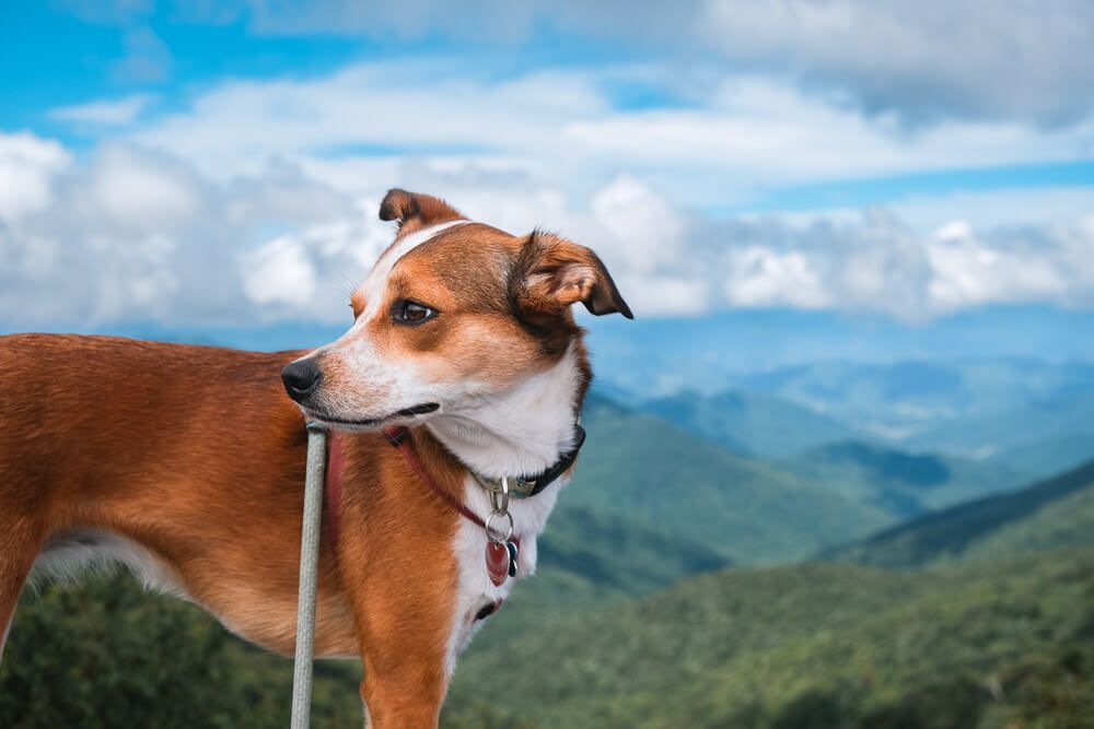 craggy gardens on blue ridge parkway