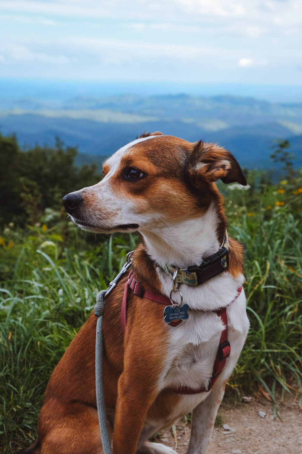 blue ridge parkway