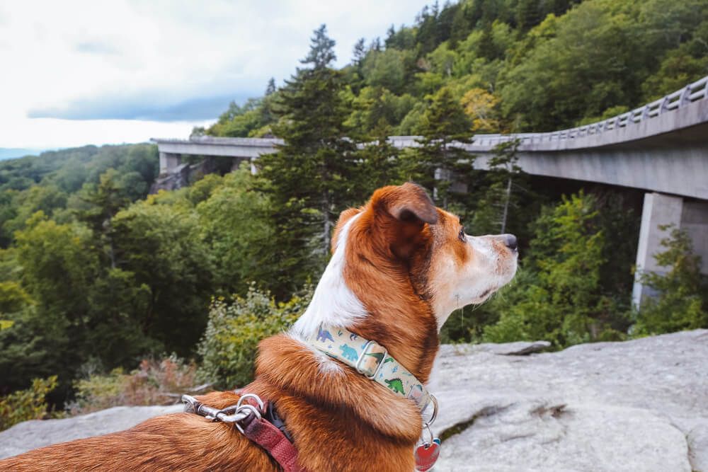 linn cove viaduct blue ridge parkway