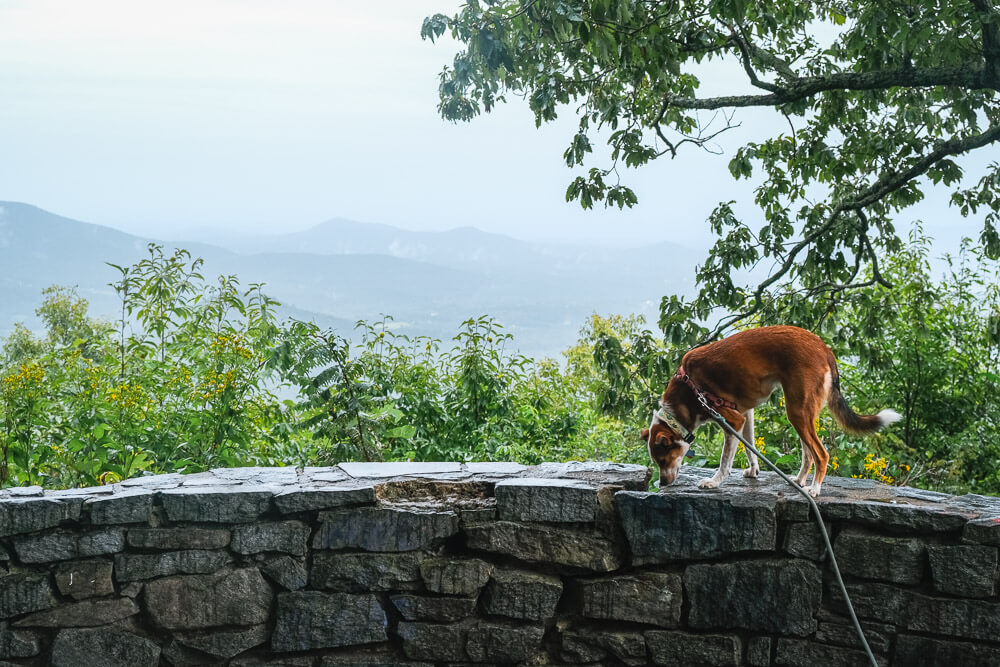 fox hunter's overlook on blue ridge parkway