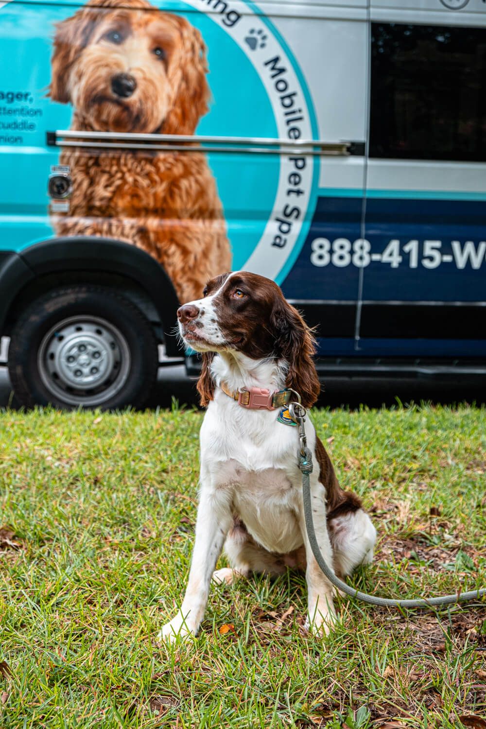 woofies mobile dog grooming