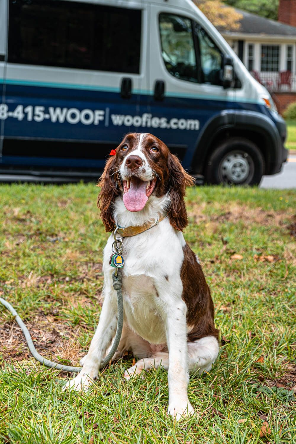 woofies mobile dog grooming