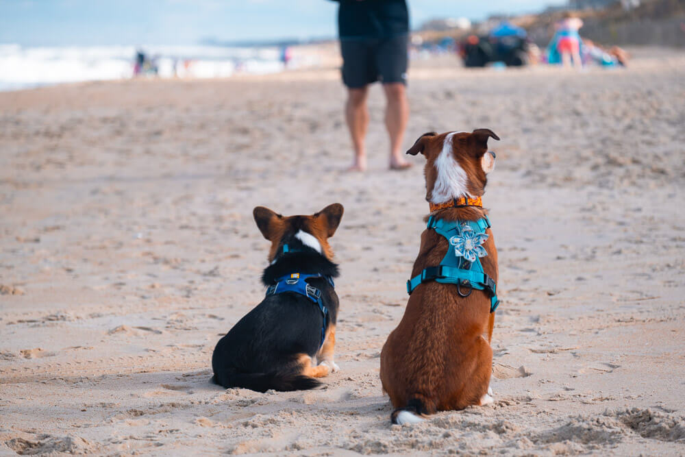 dogs on duck outer banks beach