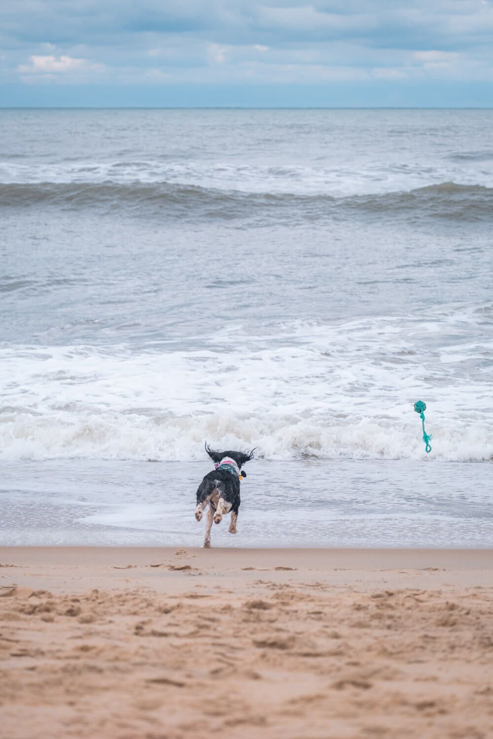 dog on duck beach, outer banks