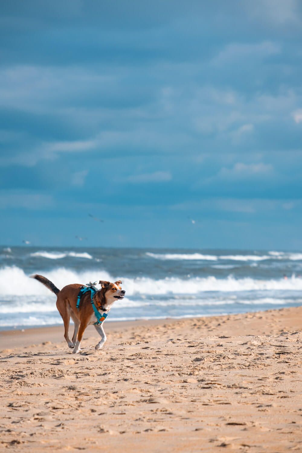 dog on duck beach, outer banks
