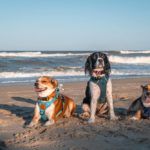 dogs at duck outer banks beach