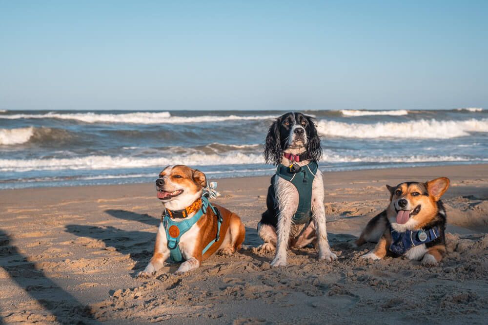 dogs at duck outer banks beach