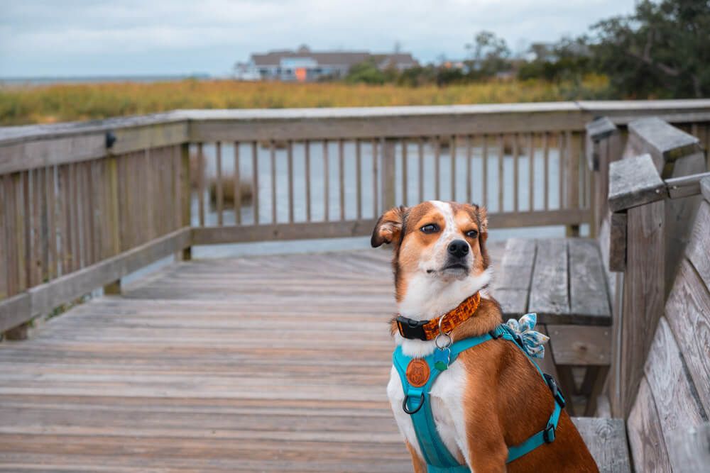 dog on duck boardwalk, outer banks
