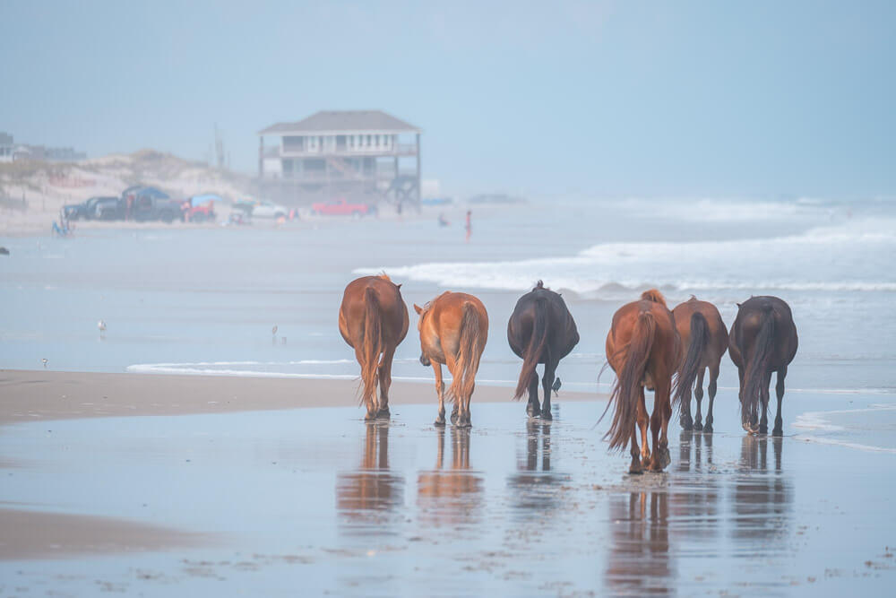 wild horses outer banks nc