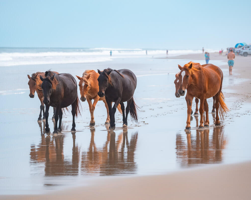 wild horses outer banks nc