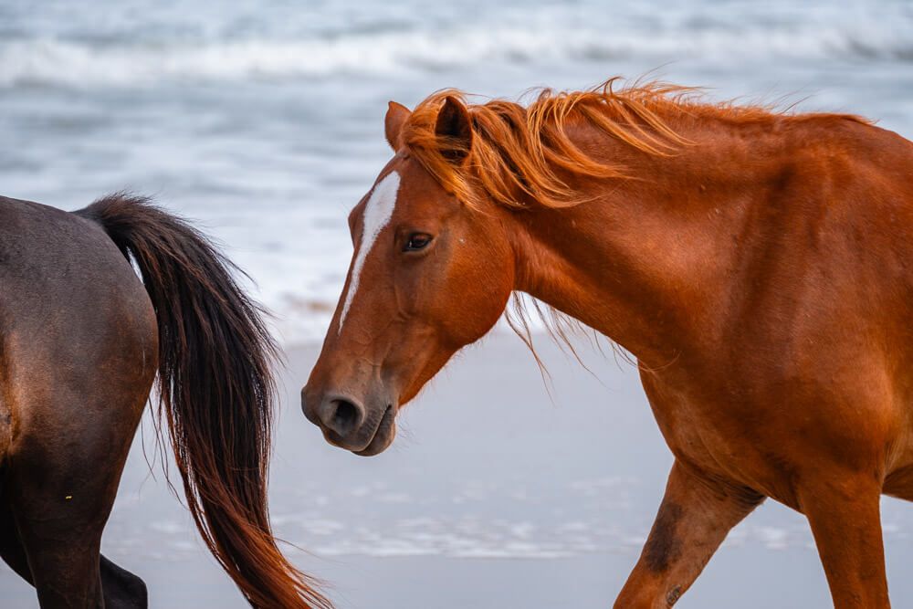 wild horses outer banks nc