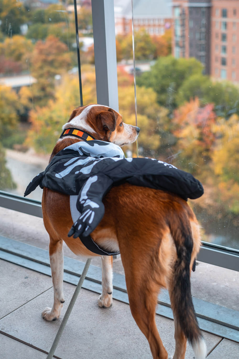 dog in halloween costume in greenville sc